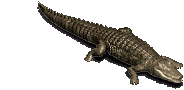 Forgotten Island Crocodile