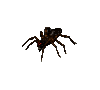 Giant Tarantula