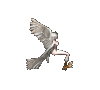 Forgotten Island Harpy